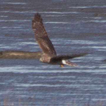 Image of Northern Harrier