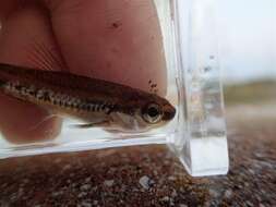 Image of Coastal Shiner