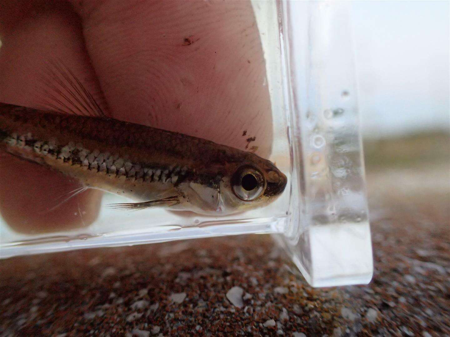 Image of Coastal Shiner