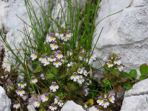 Image of Euphrasia pulchella