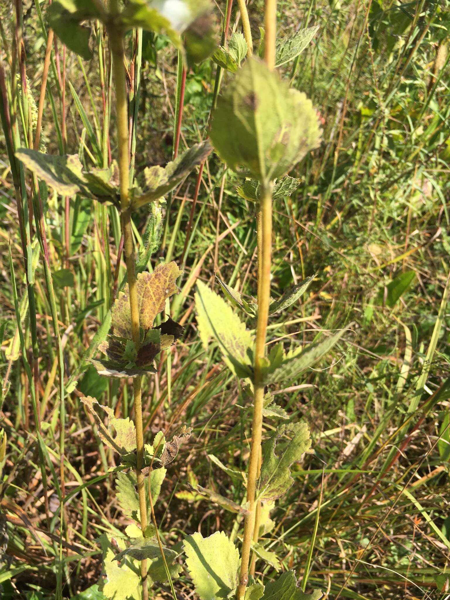 Eupatorium rotundifolium var. scabridum (Ell.) A. Gray resmi