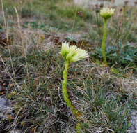 Imagem de Sempervivum globiferum subsp. allionii (Jord. & Fourr) H.