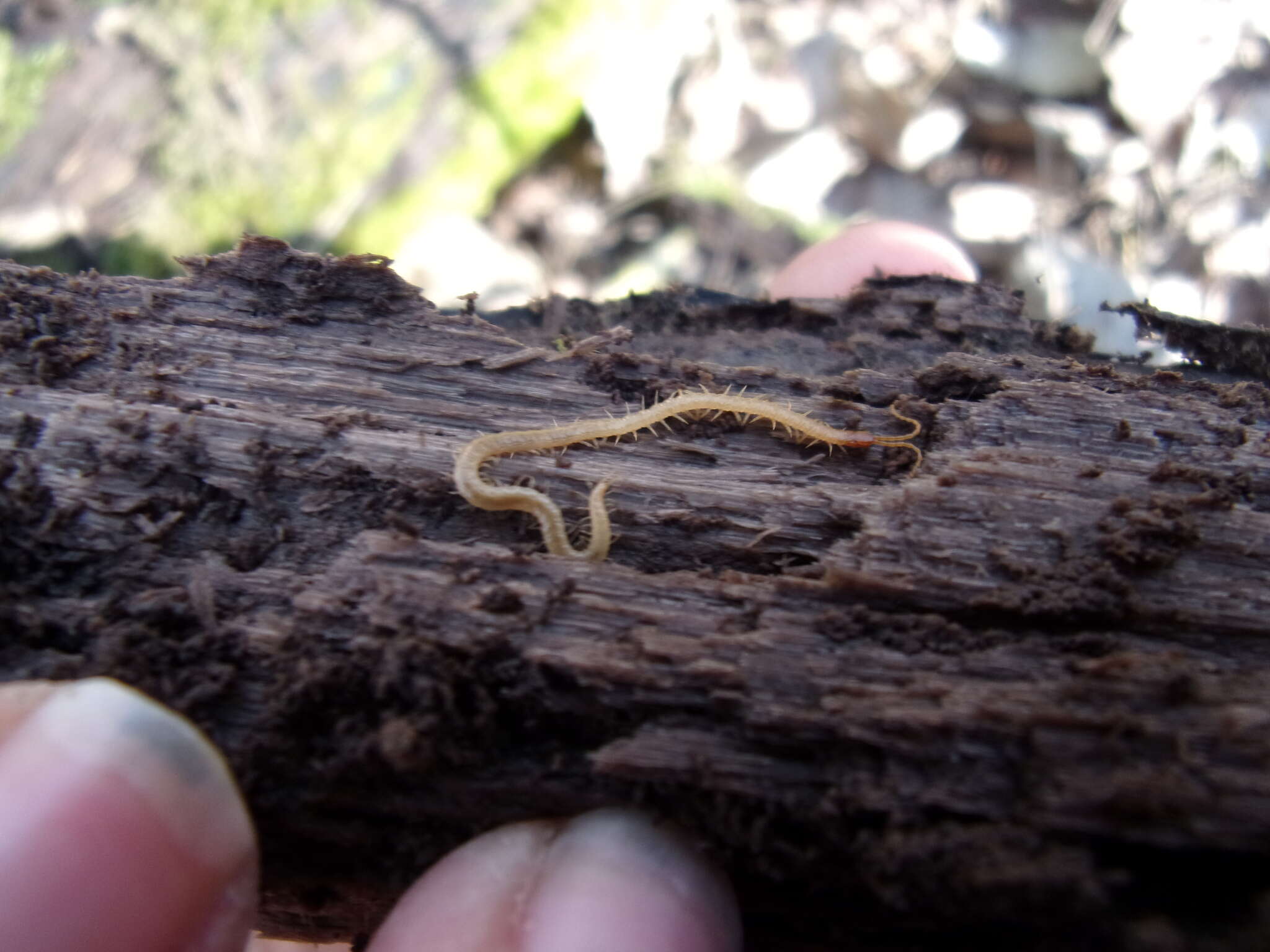 Image of boreal yellow-headed soil centipede