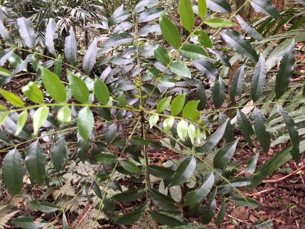 Imagem de Zanthoxylum brachyacanthum F. Müll.