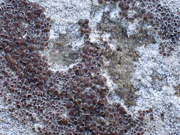 Imagem de Lecanora campestris (Schaer.) Hue