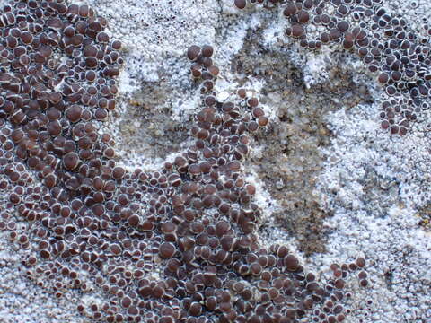 Image of rim lichen