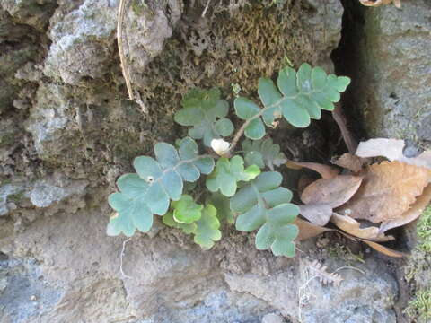 Image of Asplenium aureum Cav.