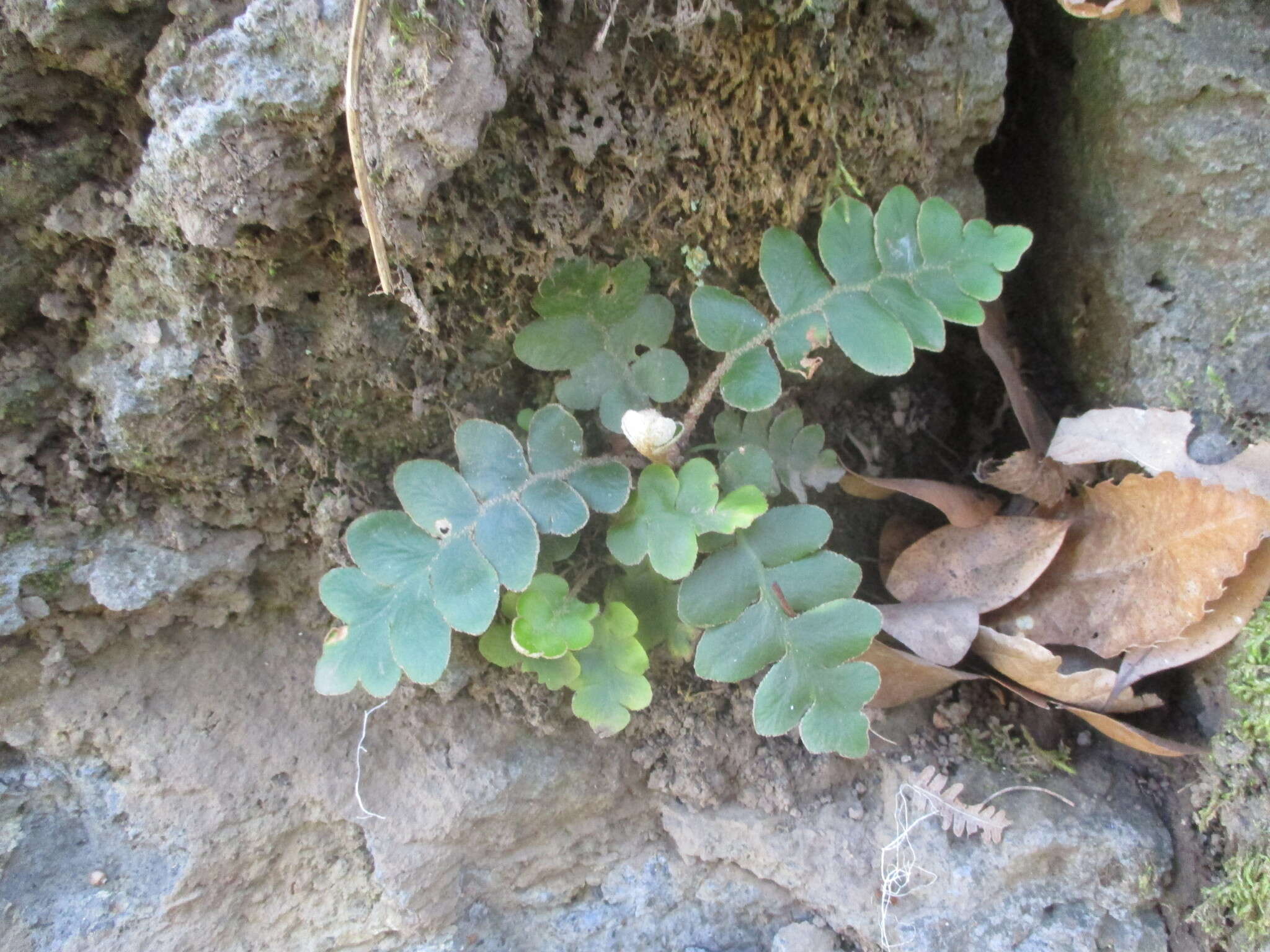 Imagem de Asplenium aureum Cav.