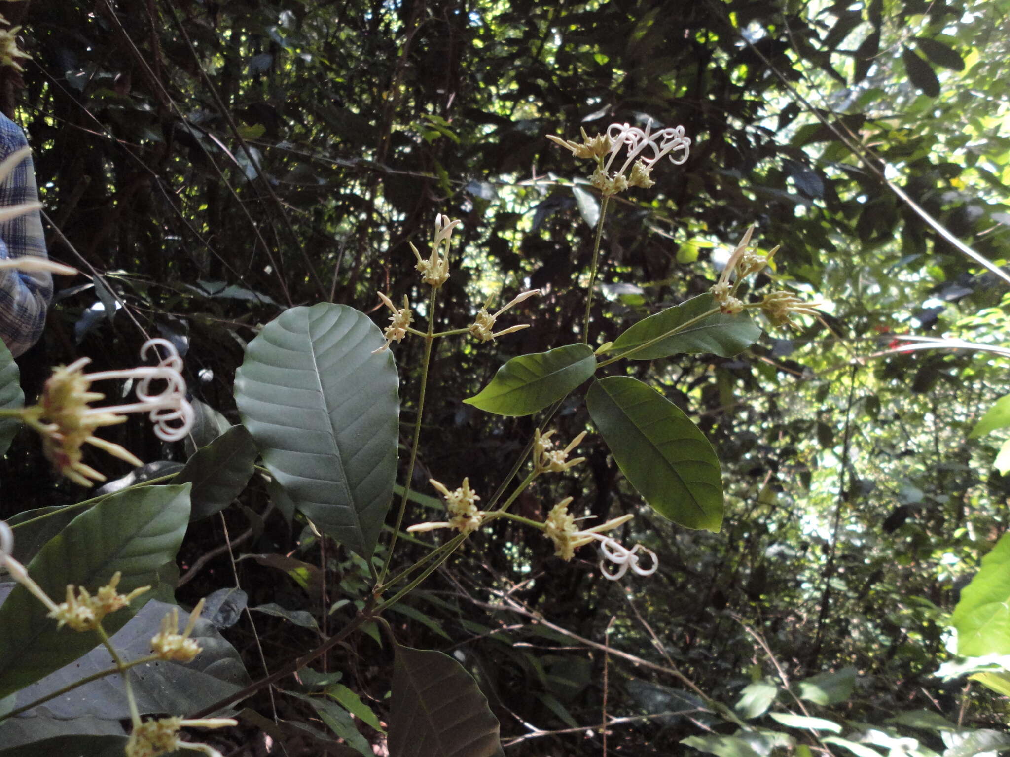 Image of Ciliosemina purdieana (Wedd.) Antonelli