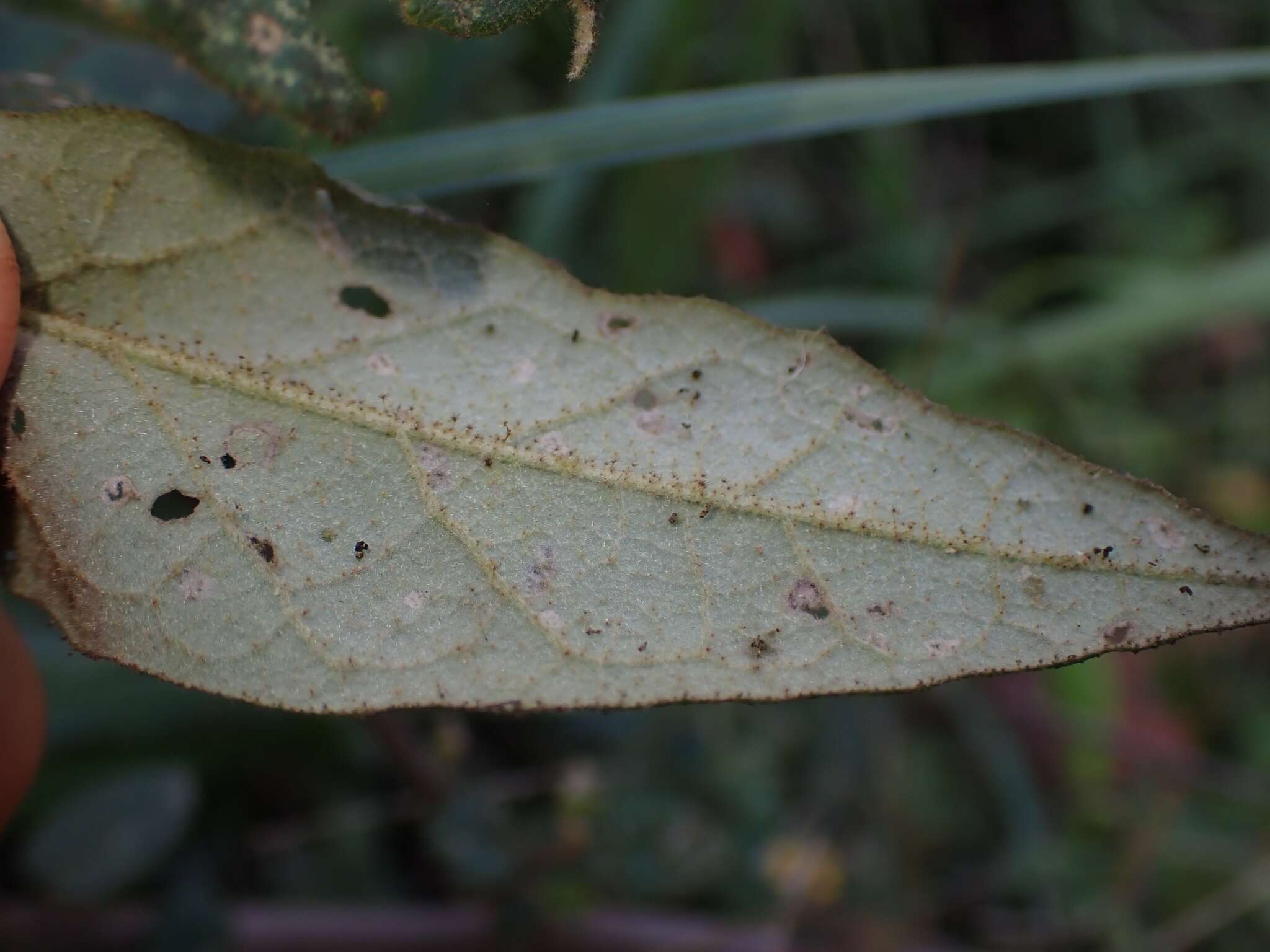 Sivun Howittia trilocularis F. Müll. kuva