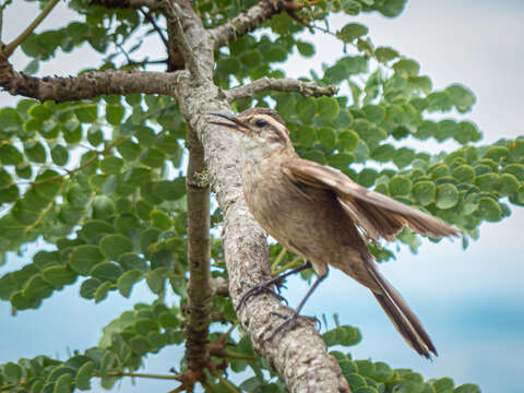 Image of Cinclodes pabsti espinhacensis Freitas, Chaves, Costa, Santos & Rodrigues 2012