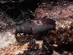 Image of Dryophthorus