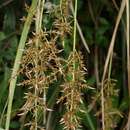 Image of Carex filicina Nees
