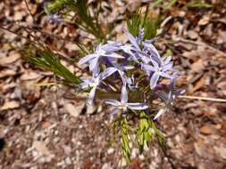 Plancia ëd Amsonia ciliata Walt.