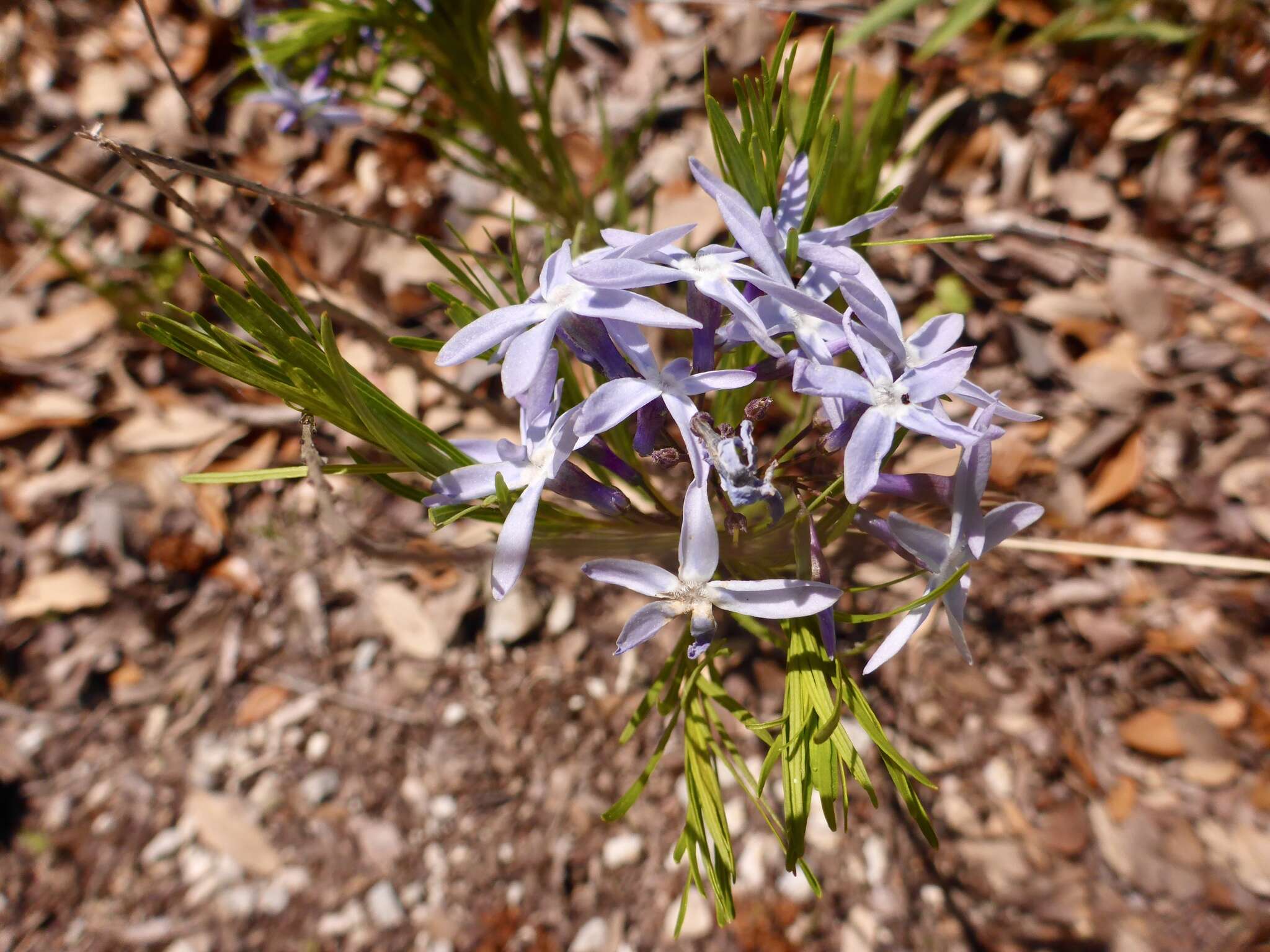 Plancia ëd Amsonia ciliata Walt.