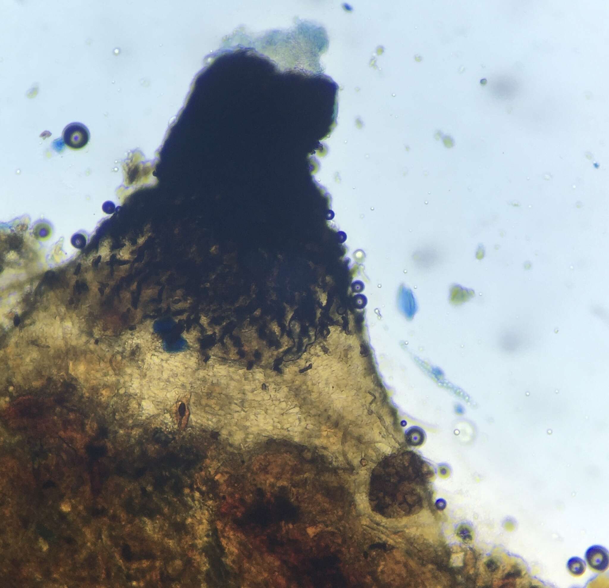 Image of Podospora myriospora (P. Crouan & H. Crouan) Niessl 1883