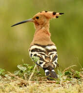 Image of Eurasian Hoopoe