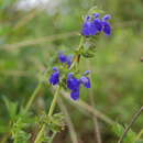 Salvia sophrona Briq. resmi