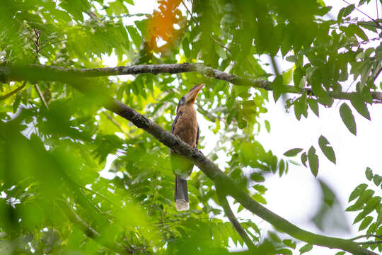 Image of Austen's Brwon Hornbill