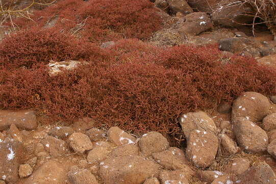 Image of Galapagos carpetweed