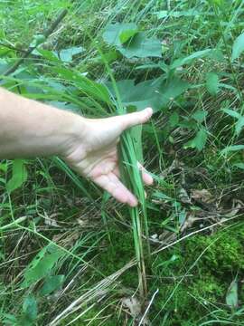 Plancia ëd Carex biltmoreana Mack.