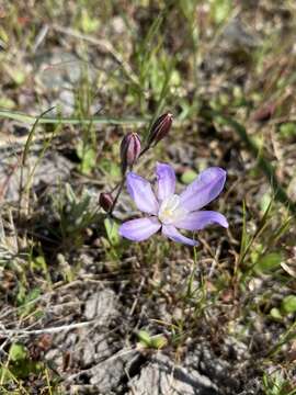 Sivun Brodiaea nana Hoover kuva