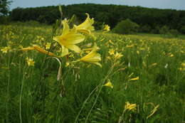 Imagem de Hemerocallis lilioasphodelus L.