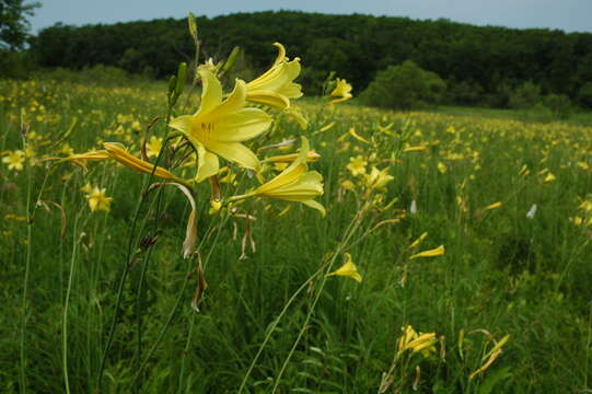 Слика од Hemerocallis lilioasphodelus L.