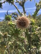 Plancia ëd Cirsium fontinale var. campylon (H. Sharsm.) Pilz ex D. J. Keil & C. E. Turner