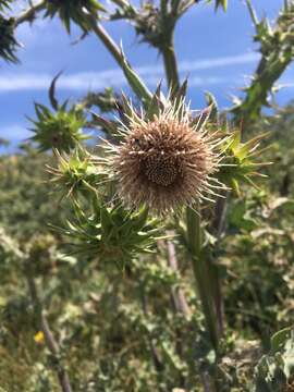 Image of Mt. Hamilton thistle