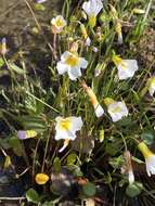 Imagem de Leavenworthia alabamica Rollins