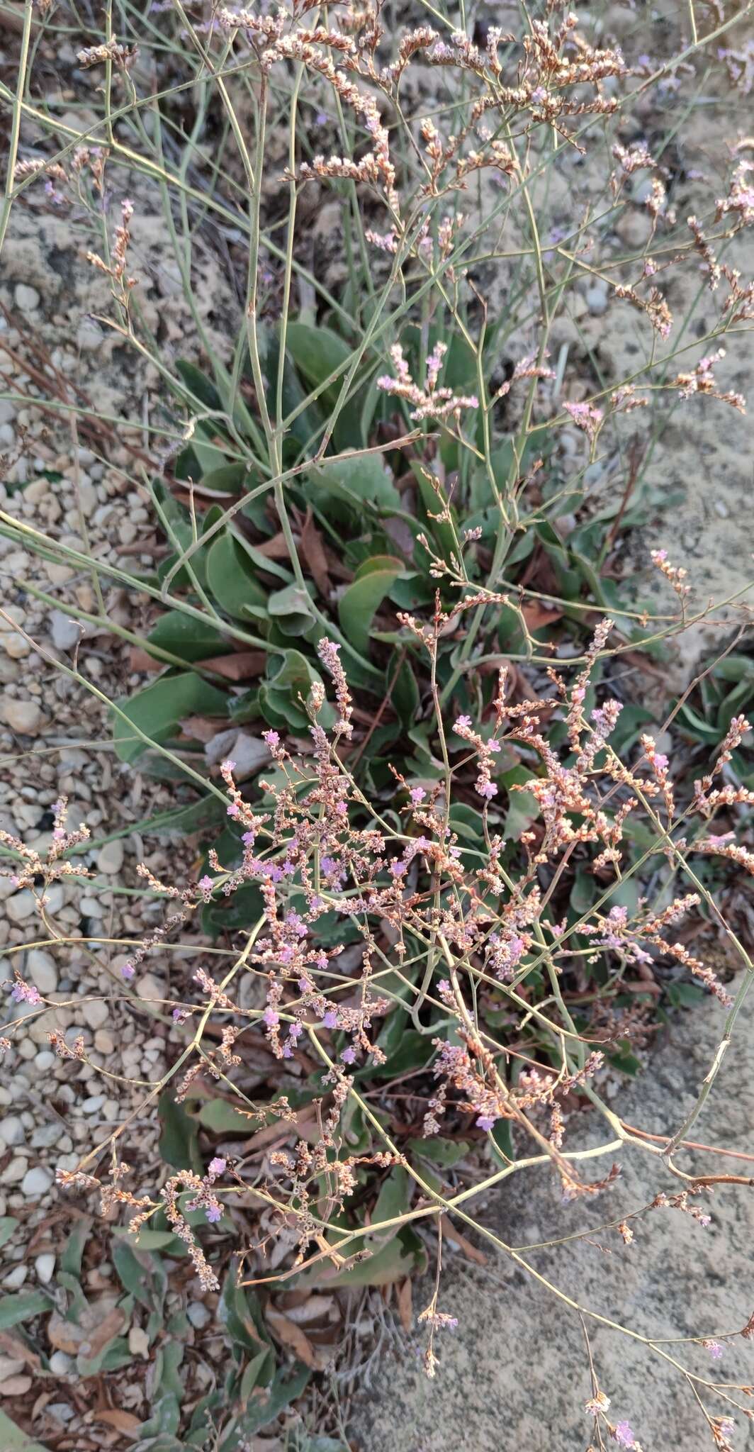 Limonium narbonense Miller resmi