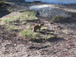 Image of Belding's ground squirrel