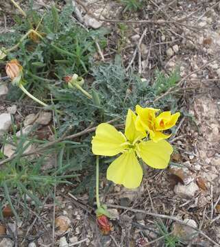 Image of royal evening primrose