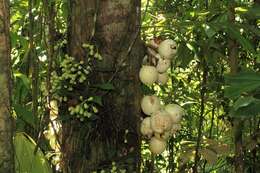 Image of Syzygium cormiflorum (F. Müll.) B. P. M. Hyland