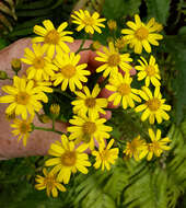 Imagem de Senecio solandri var. rufiglandulosus (Col.) Allan