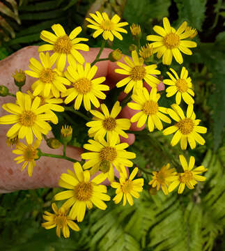 Image de Senecio solandri Allan