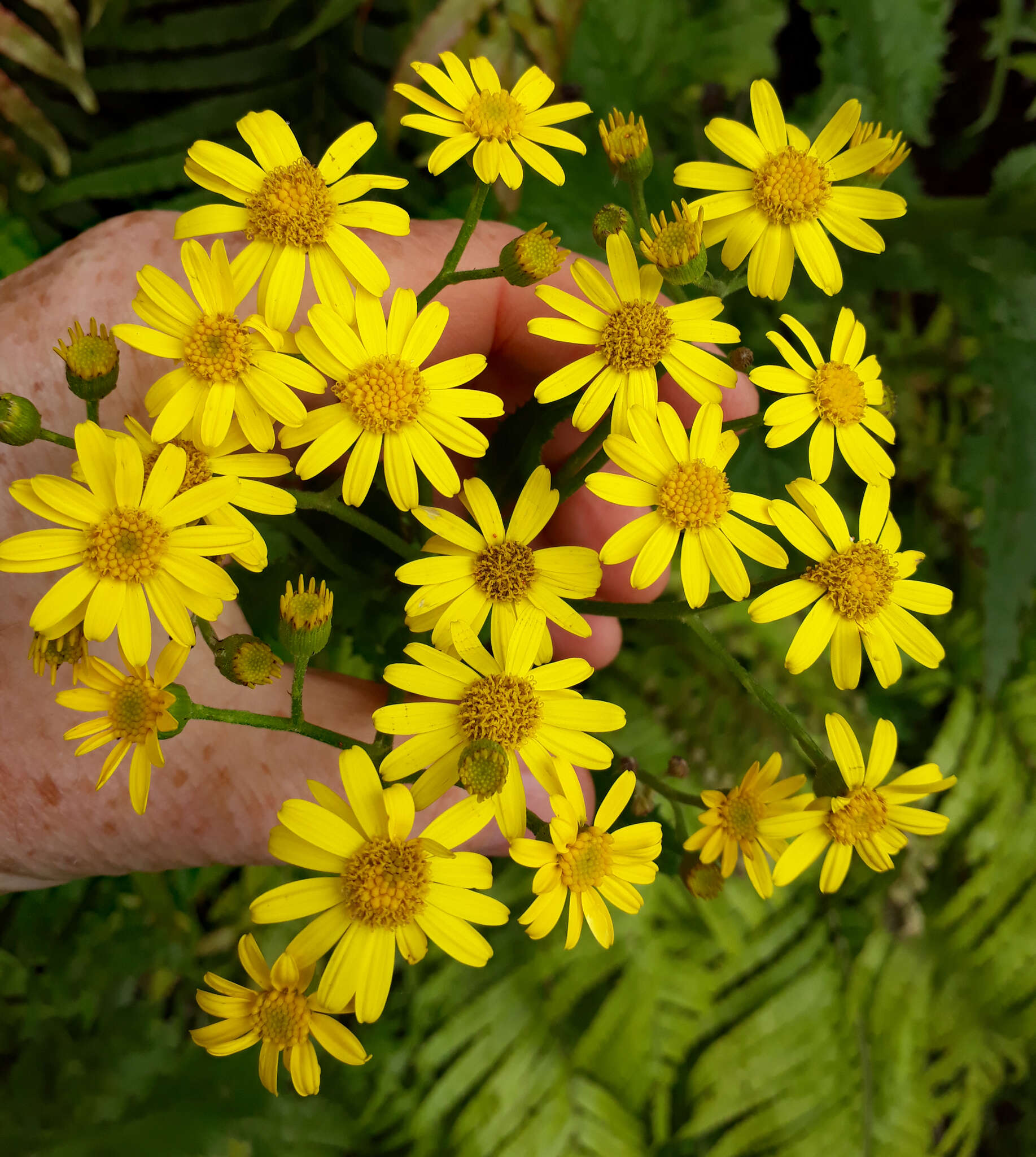 Imagem de Senecio solandri var. rufiglandulosus (Col.) Allan