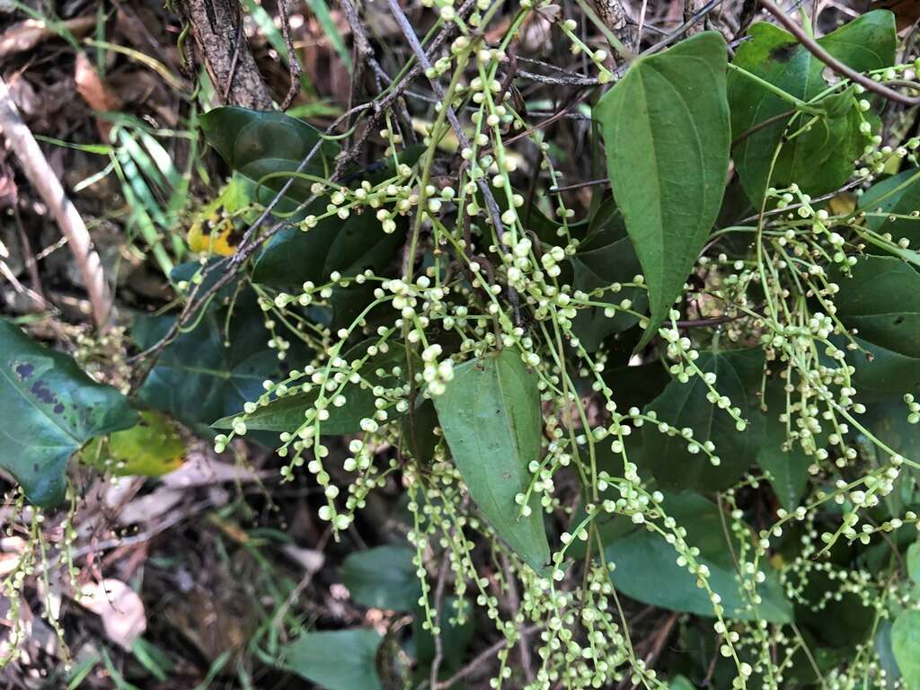 Dioscorea transversa R. Br. resmi