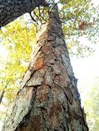 Image of shortleaf pine