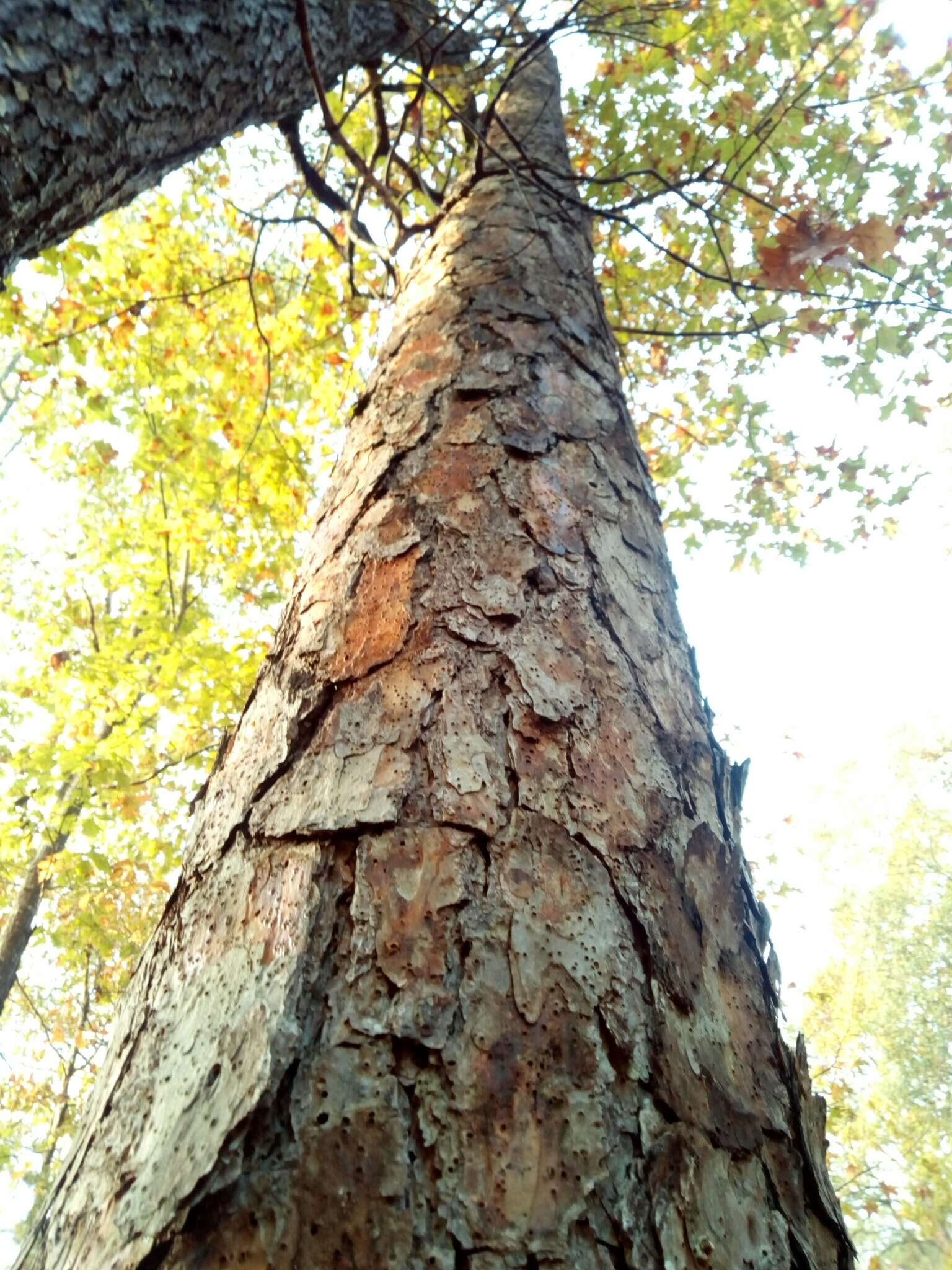 Image of shortleaf pine