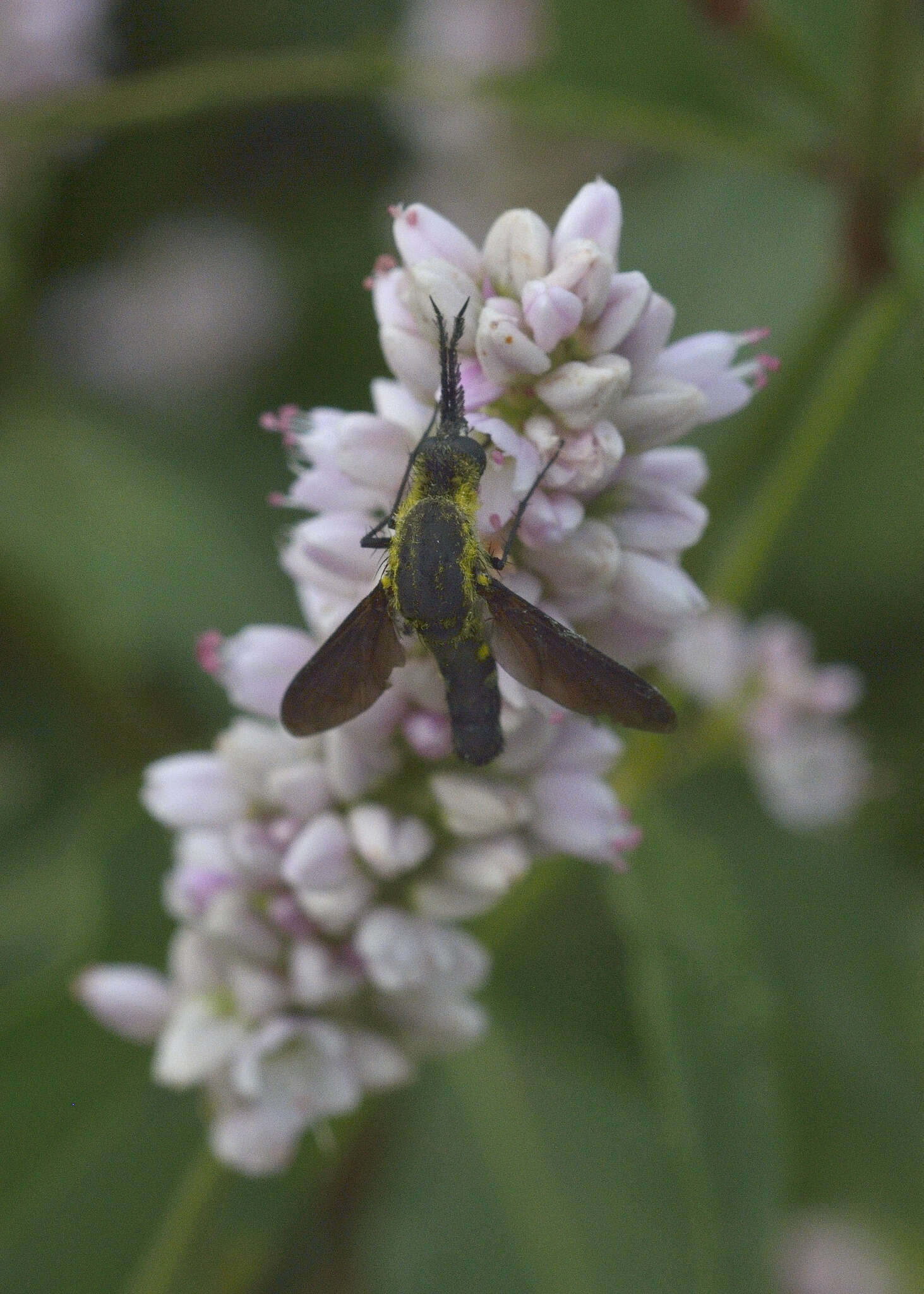 Image of Lepidophora