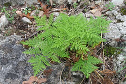 Imagem de Cheilanthes leucopoda Link