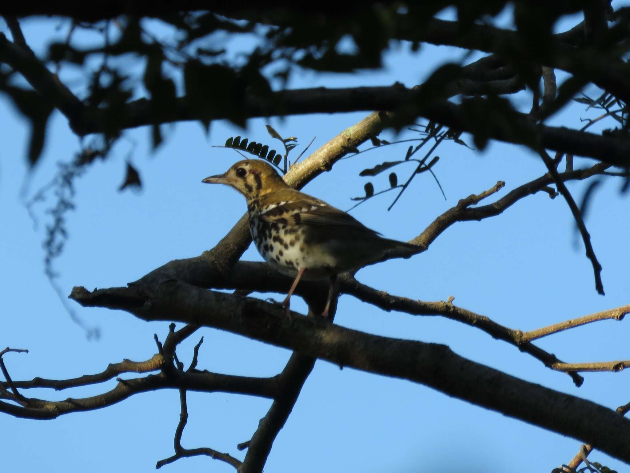 Image of Spotted Ground Thrush