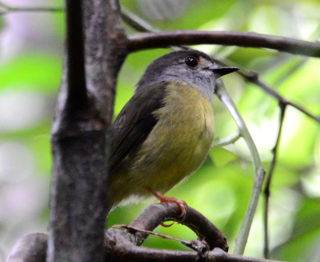 Image of Tregellasia capito nana (Ramsay & EP 1878)