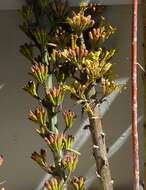 Image of Agave madrensis Villarreal, Ram.-Gam. & A. E. Estrada