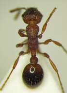 Image of Myrmica rugulosa Nylander 1849