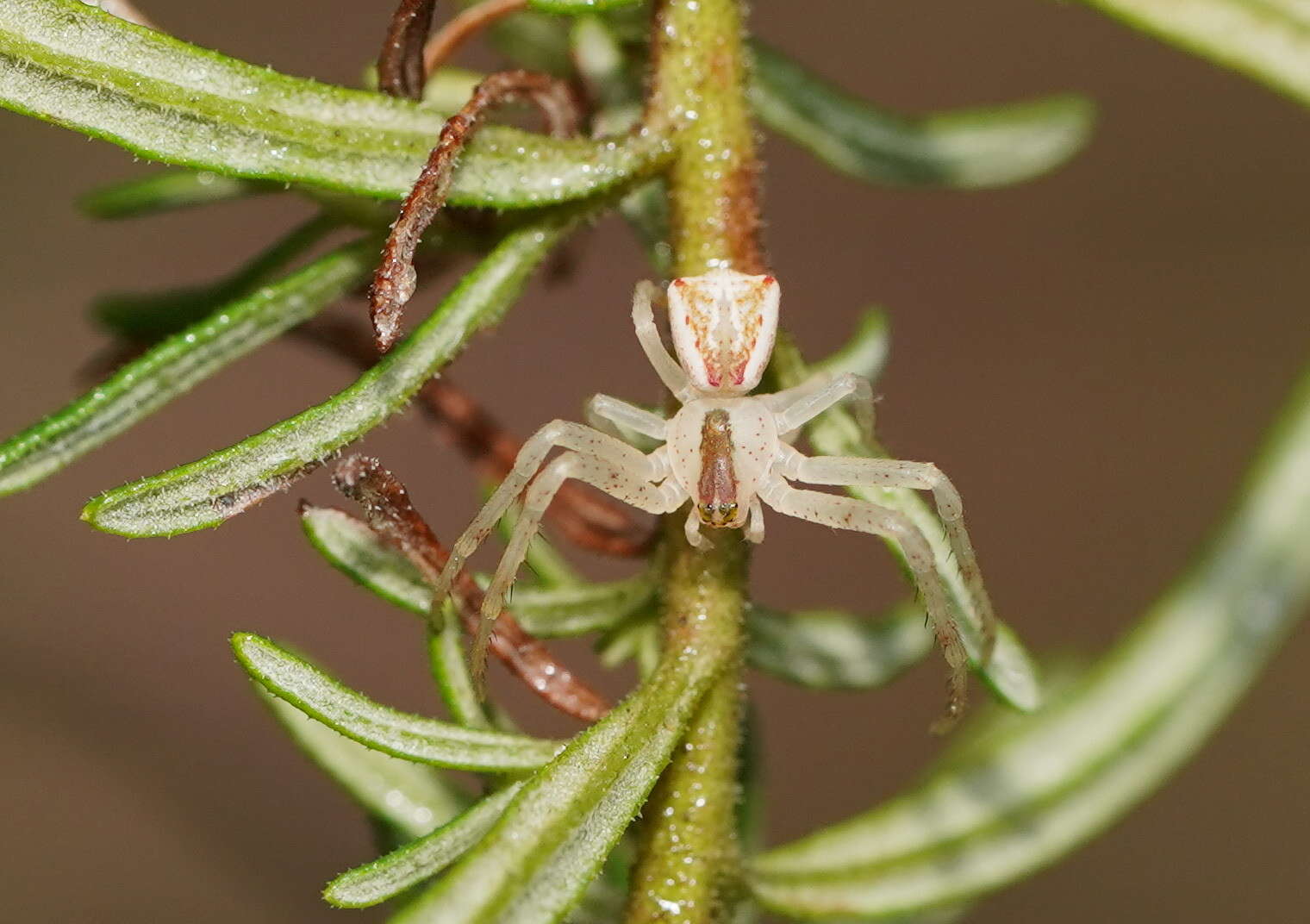 Sivun Sidymella rubrosignata (L. Koch 1874) kuva