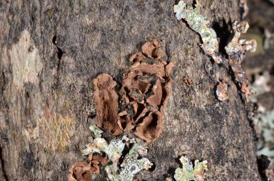 Image of Hypoxylon cercidicola (Berk. & M. A. Curtis ex Peck) Y. M. Ju & J. D. Rogers 1996