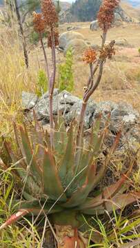 Aloe imerinensis Bosser resmi